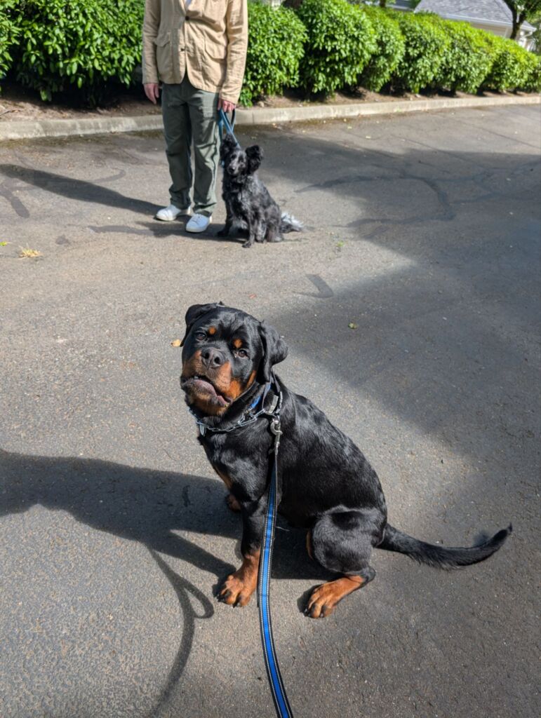 dog training jobs seattle washington