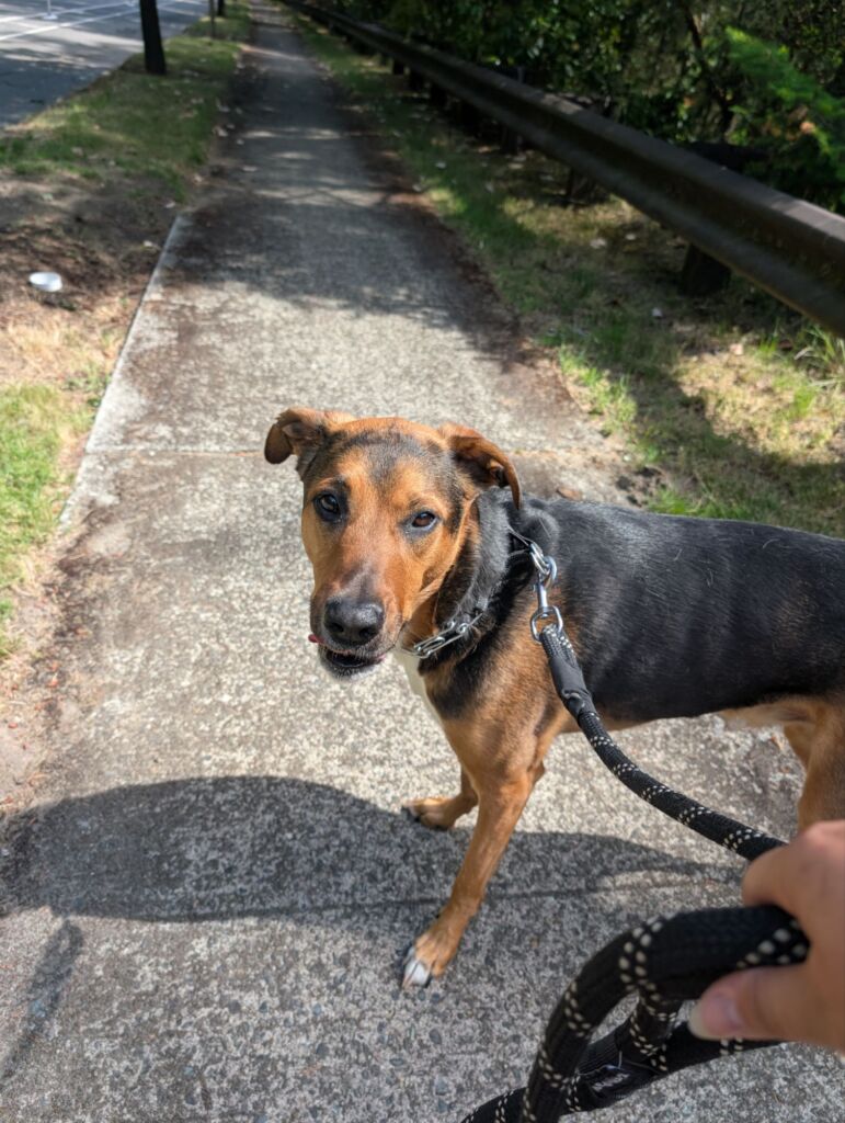 structured dog walks seattle wa