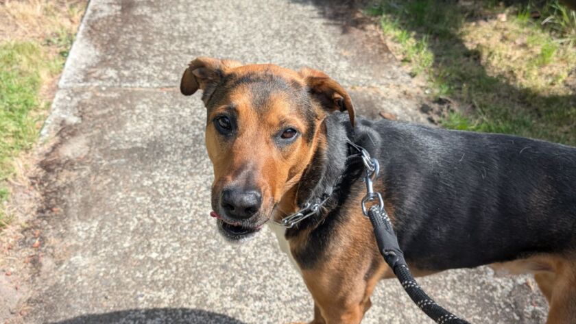 structured dog walks seattle wa
