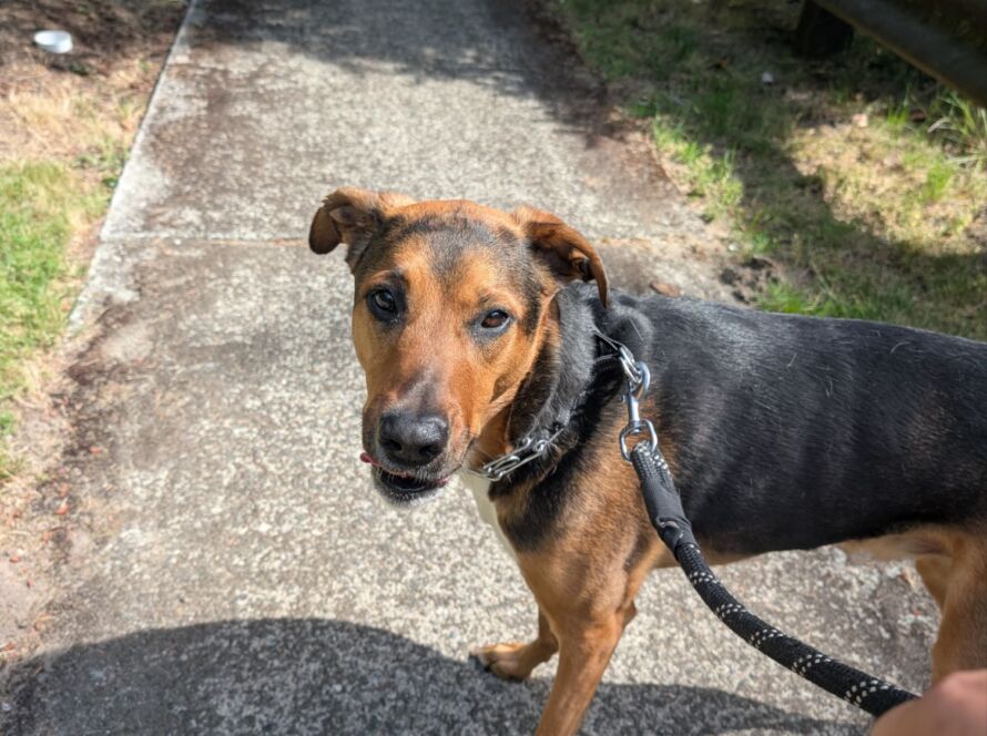 structured dog walks seattle wa