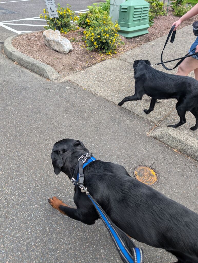 dog walking services in kent wa