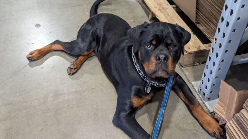 dedication to dog training kent maple valley seattle wa