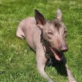 Are Dogs Naturally Afraid of Snakes?