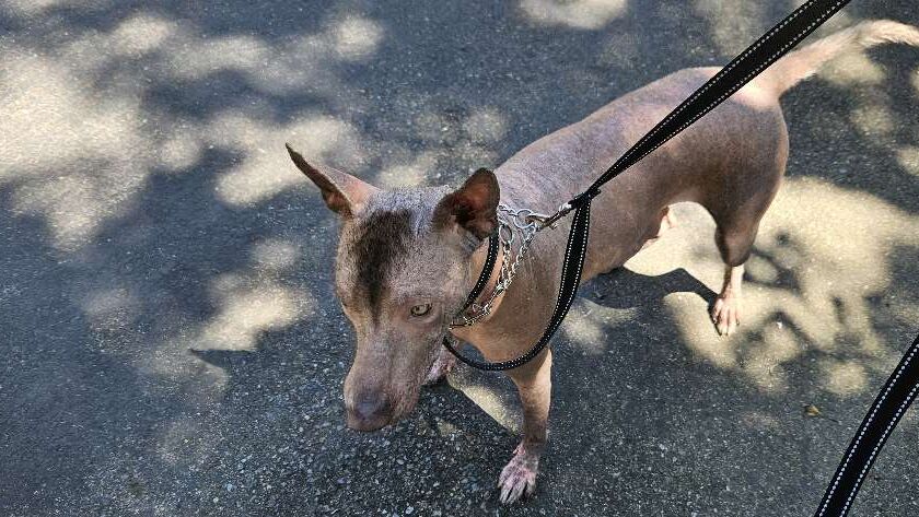 xoloitzcuintli care tips