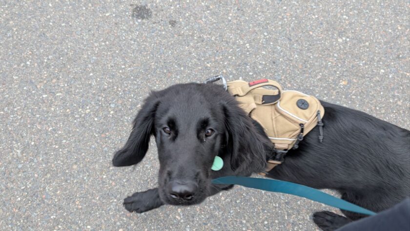 service dog training washington state