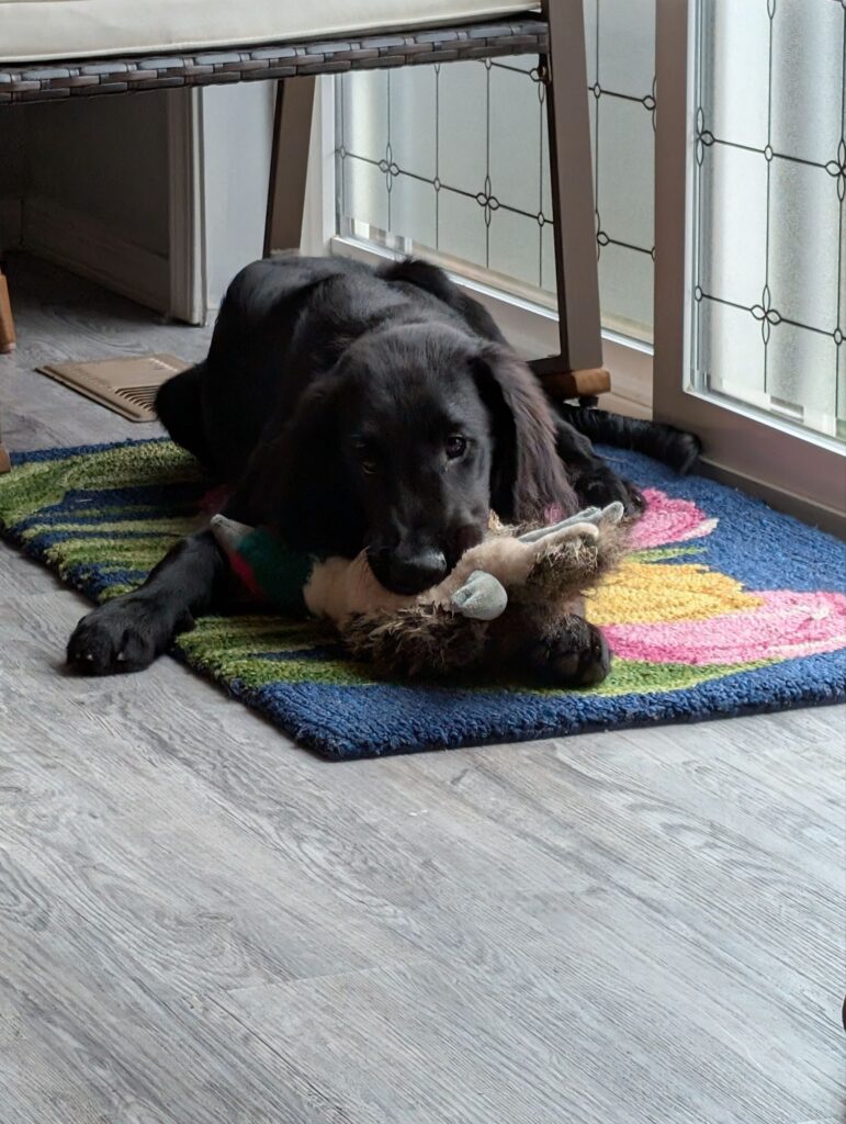 dedication to dog training maple valley kent seattle wa