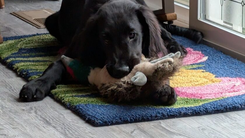 dedication to dog training maple valley kent seattle wa