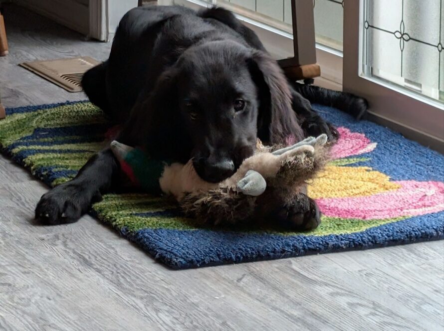 dedication to dog training maple valley kent seattle wa