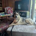 Is Dedication Enough? 3 Common Missing Ingredients for Effective Dog Training