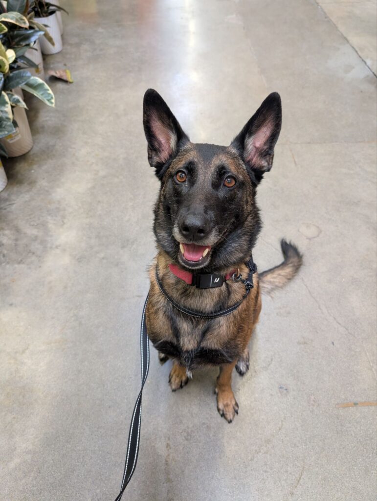 dog training kent maple valley wa