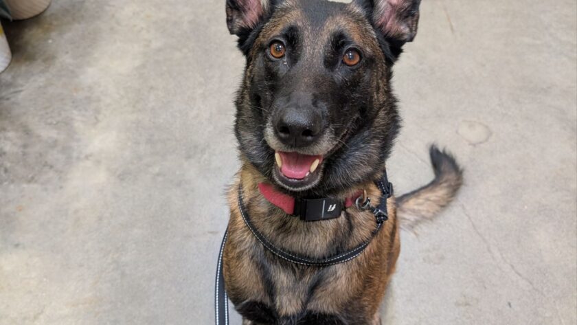dog training kent maple valley wa