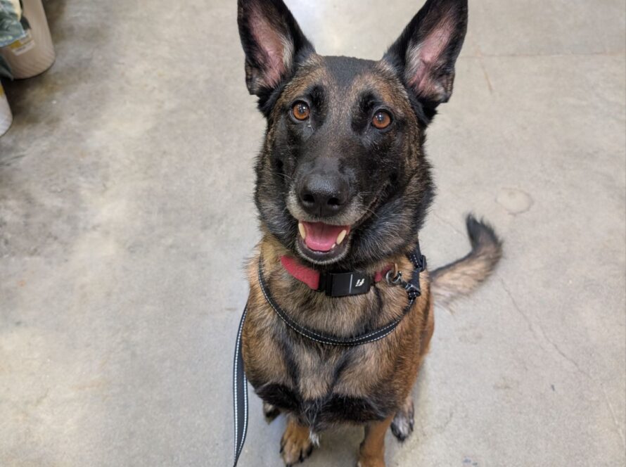 dog training kent maple valley wa